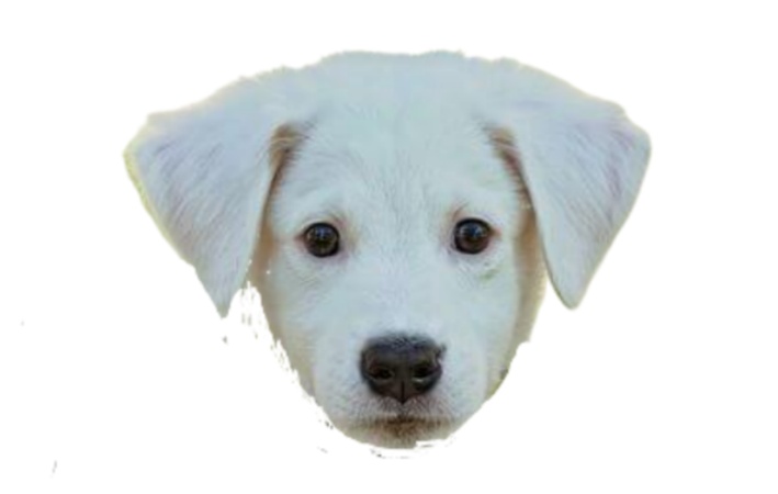 foto de recorte de rostro de perro